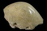 Polished Fossil Coral (Actinocyathus) Head - Morocco #159275-1